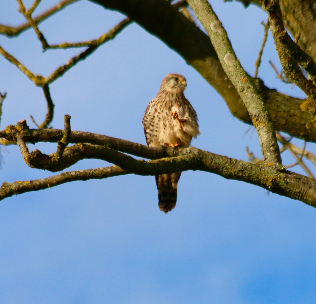 kestrel