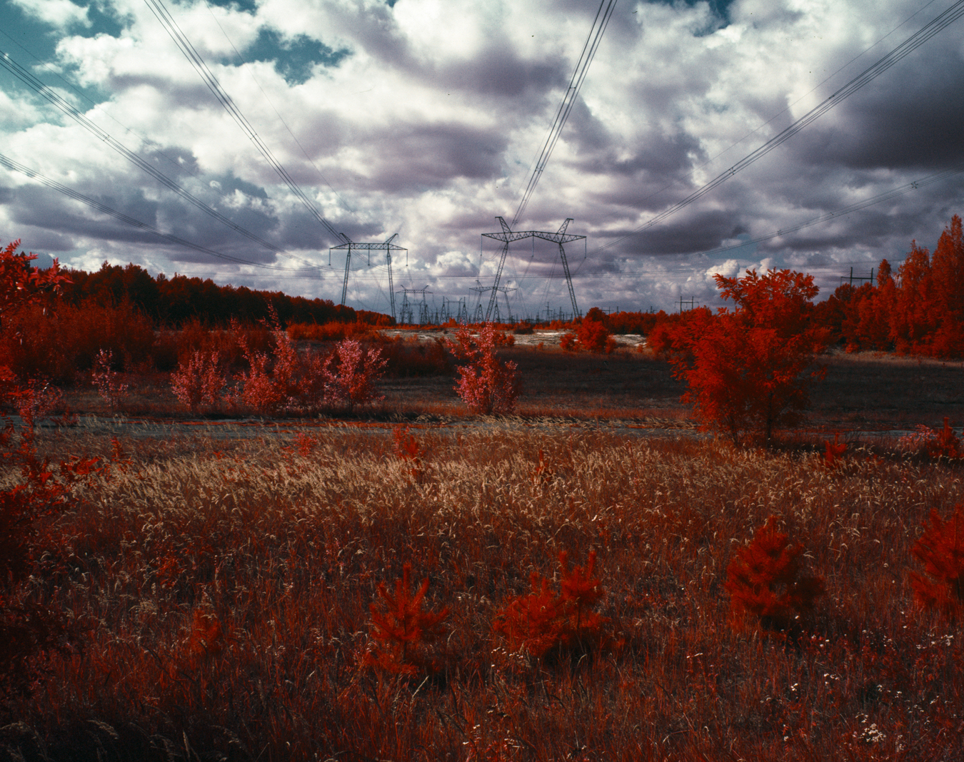 The Red Forest - From the Invisible series.