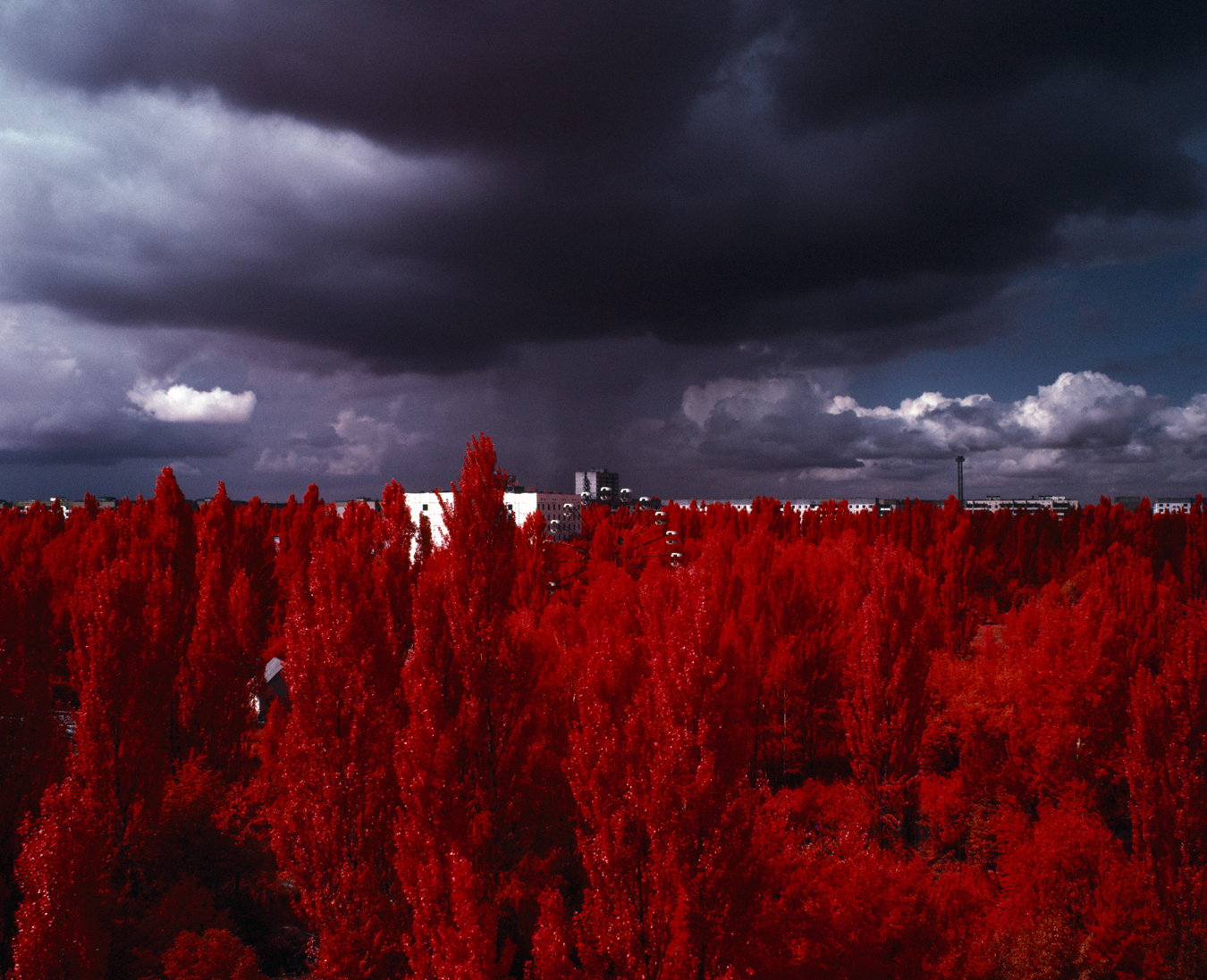 The Red Forest - From the Invisible series.